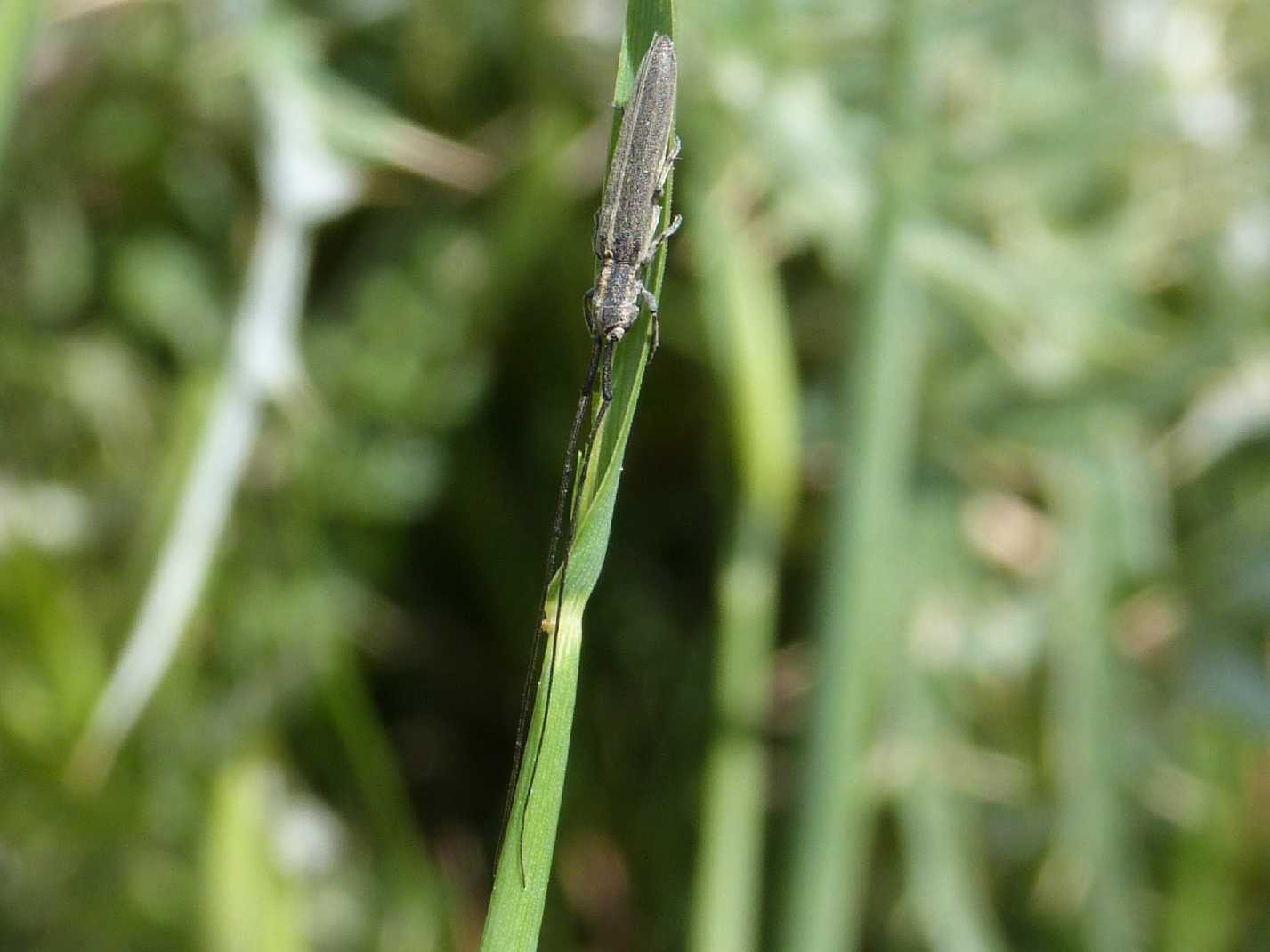 Calamobius filum